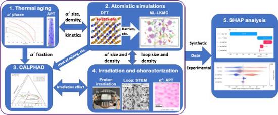 Developing critical insights on the effects of Mo on alpha prime precipitation and dislocation loop formation in FeCrAl alloys